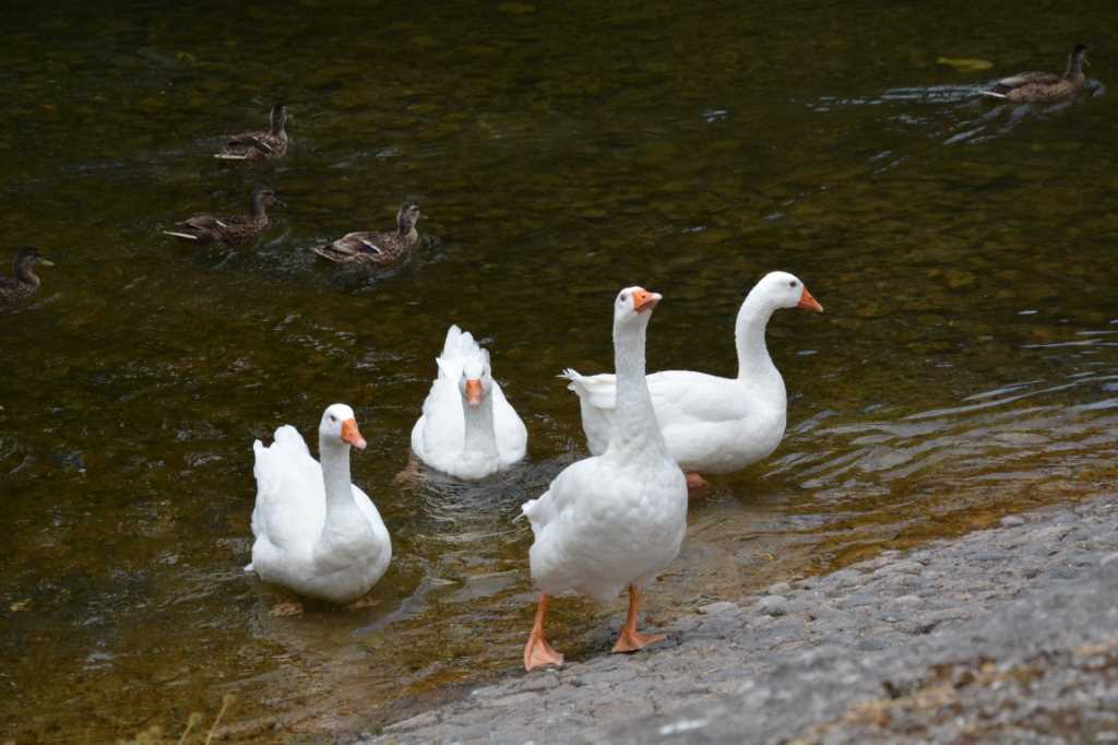 DSC_4287Mittel_.JPG